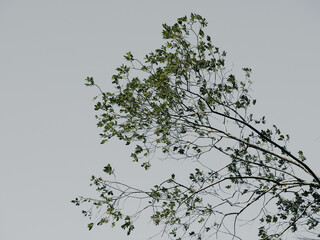 Low angle view of branches against the sky