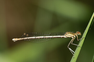 Close-up of a small feather dragonfly sitting on a blade of grass. The animal is covered with small drops of water. The background is green with space for text.