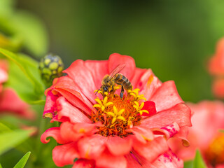 A bee collects nectar from Red marigolds flower in the garden in summer close-up.