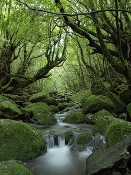 Mystical moss forest and forest stream, Yakushima, Japan