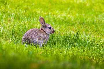 Cute fluffy rabbit on green grass outdoors.