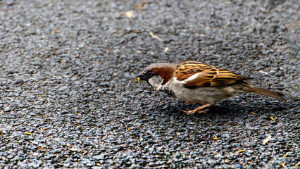 Portrait of male house sparrow (passer domesticus) sitting on the ground