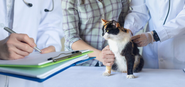 Doctor writes prescriptions and illnesses of the animal .