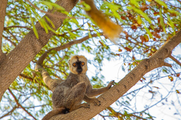 Red-bellied Lemur Eulemur rubriventer, Cute primate.