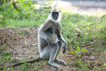 black faced grey langur monkey in Yala National Park, Sri Lanka