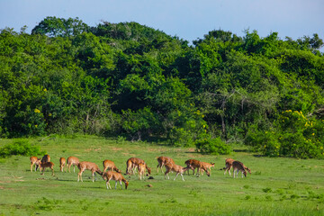 Sika or spotted deers herd in wood