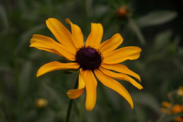 Black Eyed Susan Flowers in Summer Garden