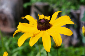 Black Eyed Susan Flowers in Summer Garden