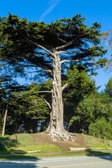 Monterey cypress tree in golden gate park in San Francisco