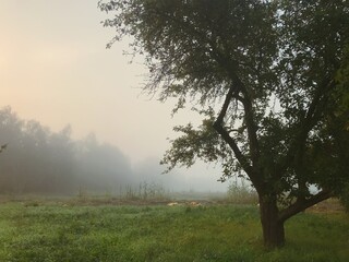 Foggy autumn morning in the village