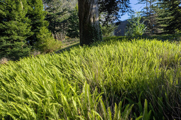Sun shining on the fern thickets
