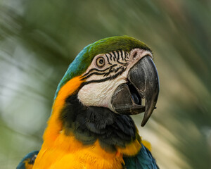 Blue and yellow macaw