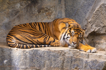 Tiger cubs playing with his mother,sumatra tiger Panthera tigris