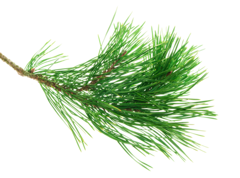 pine branch isolated on transparent, png . natural fir tree branch. Seasonal holiday nature decor. For advertisements, cards, posters, web designs and headers, dividers. New Year ,Christmas, Xmas.