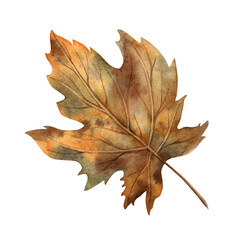 Maple leaf in yellow and orange shades. Watercolor botanical illustration drawn by hand in the autumn style. Suitable for the design of autumn holidays, congratulatory cards, invitations, posters