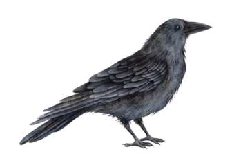 Black realistic raven. Watercolor illustration handed manually on an isolated background in an animalist style. For design and jewelry for Halloween, alchemy, mysticism, witchcraft, esotericism