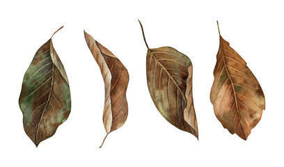 Autumn leaves at various stages of decay. The watercolor botanical collection is drawn by hand in...