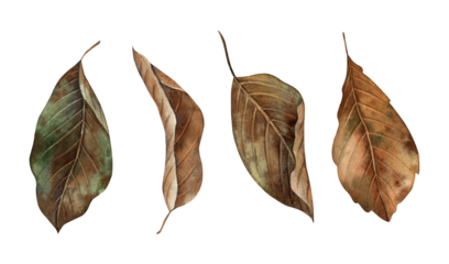 Autumn leaves at various stages of decay. The watercolor botanical collection is drawn by hand in the autumn style. For seasonal designs, in postcards, posters, wallpaper and educational materials