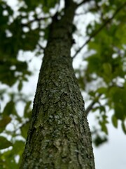 Tronco de árbol lindo con ramas verdes