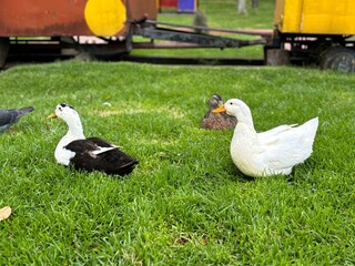 Patos lindos caminando y echados