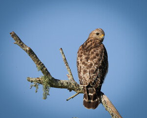 Red-Shouldered Hawk on branch
