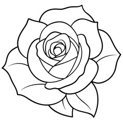 illustration of a rose