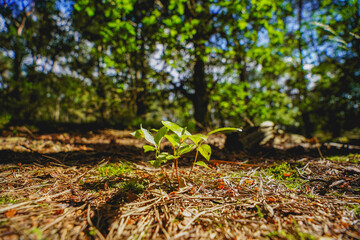 Close up of small new small plant trees growing out of the forest soil sun shining on new plants