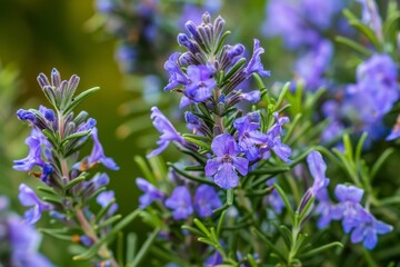 Obraz premium Zoomed in view of Rosemary blossoms in Derbyshire UK