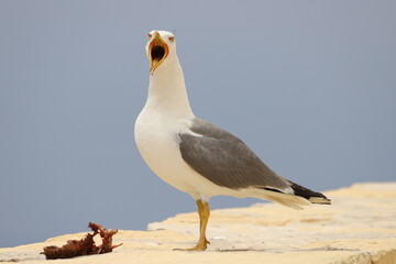 Seagull, seabird eating a meal, close up. Seascape.