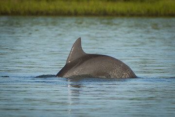 Obraz premium Dolphin in water