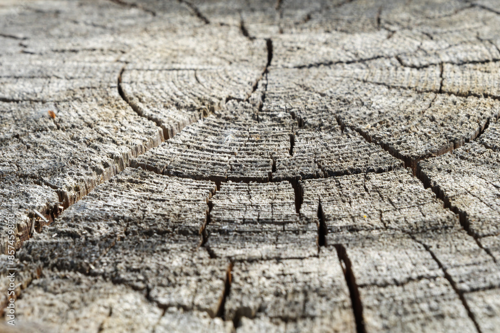 Poster a close-up image showcasing the intricate texture of weathered log rings, revealing its natural grai
