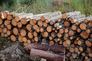 A close-up view of a stack of freshly cut logs in a forest, highlighting the texture of the wood...
