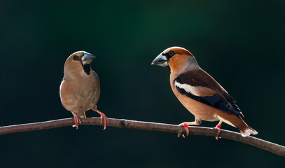 portrait of a female and male grosbeak sitting on a branch in spring green garden closeup