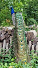 Obraz premium The Indian peafowl or Pavo cristatus, also known as the common peafowl or blue peafowl, standing on a stack of logs, back view.