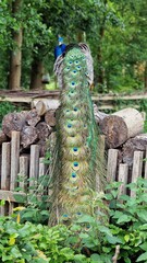 Obraz premium The Indian peafowl or Pavo cristatus, also known as the common peafowl or blue peafowl, standing on a stack of logs, back view.