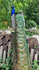 Obraz premium The Indian peafowl or Pavo cristatus, also known as the common peafowl or blue peafowl, standing on a stack of logs, back view.