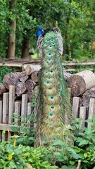 Obraz premium The Indian peafowl or Pavo cristatus, also known as the common peafowl or blue peafowl, standing on a stack of logs, back view.