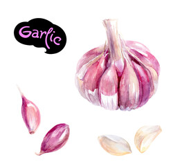 Watercolor illustration of garlic bulb and cloves, capturing vibrant essence of this herb