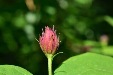 Rote Knospe an einem Gew&uuml;rzstrauch