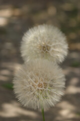 two dandelions on a light brown background. Close up of fluffy Dandelionon background. Taraxacum Erythrospermum. Abstract nature background of Dandelion . vertical