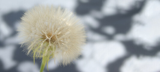 Obraz premium Dandelion flower. Taraxacum Erythrospermum. Abstract nature of Dandelion on blurred background. Silhouette head of Dandelion flower. Seed macro closeup. High quality photo. Freedom to Wish. Fragility