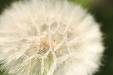 close-up Dandelion flower. Taraxacum Erythrospermum. Abstract nature background of Dandelion on green. Silhouette head of Dandelion flower. Seed macro closeup. High quality photo. Freedom to Wish.