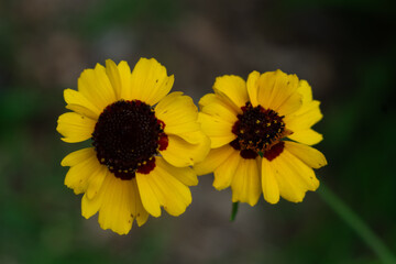 Yellow Coreopsis Blooming Flowering Wildflower in a Spring Garden