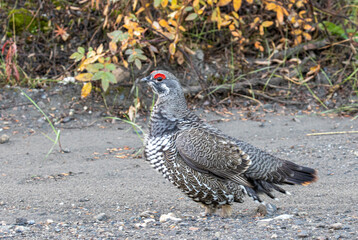 Spruce Grouse in Denali National Park Alaska in Fall
