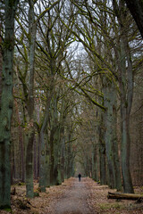 man walking in the woods in fall