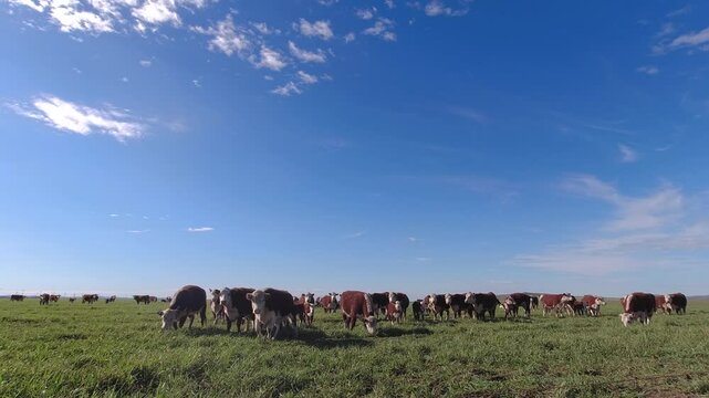 Large number of Polled Hereford breed cows grazing in a field. 4K and copy space