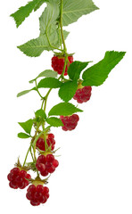 raspberry branches with ripe berries and leaves. Isolated on transparent, png. Red raspberries and...