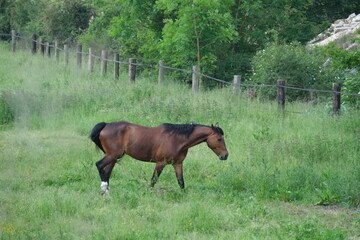 Cheval marron dans une prairie