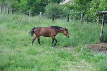 Cheval marron dans une prairie