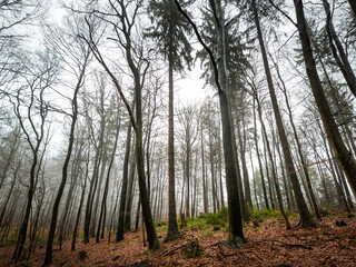 forest in the morning